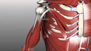 Muscles of the Upper Arm  Anatomy Tutorial [upl. by Eisiam]