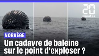 Norvège  Les images impressionnantes du cadavre d’une baleine sur le point d’exploser shorts [upl. by Ainelec]