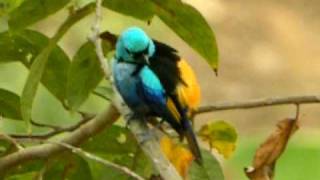 Sevencolored Tanager [upl. by Tymes634]