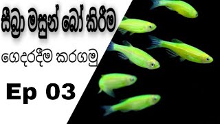 how to Breed Zebra fish sinhala Ep 03 [upl. by Jarietta823]