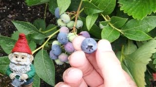 When and How to Harvest Blueberries [upl. by Netfa]