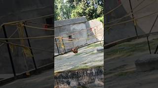 GOLDEN LANGOOR VS ORANGATUN 🤪🤩🥳monketag viralvideo viralshorts animals nature love [upl. by Bloem]