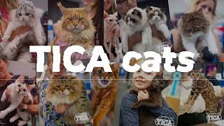 TICA Annual Cat Show 2024 [upl. by Sutsugua]