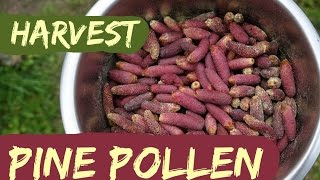 How to Harvest Pine Pollen [upl. by Mosira]