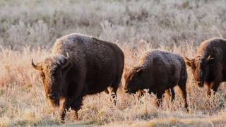 Canada’s Bison Restoring a Legacy [upl. by Aremihc]