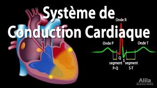 Le Système de Conduction Cardiaque et la Relation avec lECG Animation [upl. by Maillij]