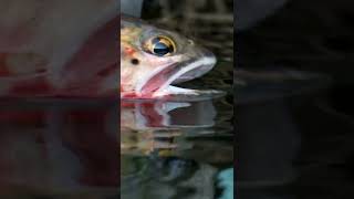 Beautiful Colorado Cutthroat Trout Feeding  Women Fly Fishing on Alpine Lake [upl. by Filmer]