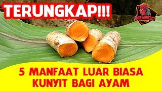 Mengungkap 5 Manfaat Luar Biasa Kunyit Bagi Ayam amp 3 Cara Mengolahnya [upl. by Bloomer632]