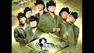 alacranes musical moviditas buenas [upl. by Imerej]