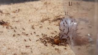 feeding my pheidole pallidula colony [upl. by Natsyrk]