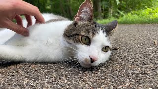 Worlds friendliest cat patiently waits for pets from passerby’s [upl. by Nawyt]