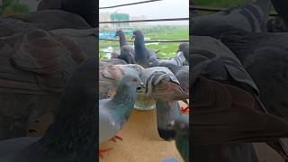 Birds Feeding ASMR birds pigeon shorts [upl. by Eisaj]