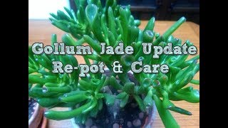 Crassula Gollum Jade plant Update Repot and care [upl. by Nanette]