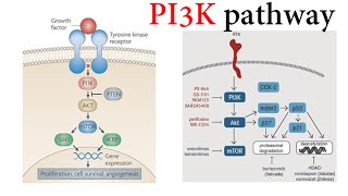 Pi3k Pathway [upl. by Yentterb]