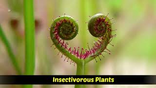 Heterotrophic Plants  Saprophytic  Parasitic  Insectivorous plants [upl. by Aivul]