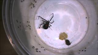 Latrodectus geometricus quotBlack formquot feeding Brown Widow [upl. by Schwing]