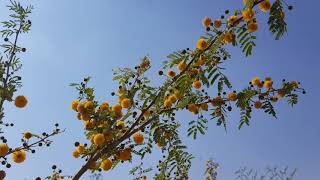 شجرة طلح الفتنة السنط العربي acacia farnesiana [upl. by Dnalevets]