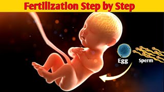 😍🩺Conception Explained From Ovulation to Fertilization  Fertilization of Egg and Sperm in Humans [upl. by Noivart403]