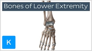 Overview of the Bones of the Lower Extremity preview  Human Anatomy  Kenhub [upl. by Engamrahc]