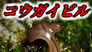 コウガイビルの一種 Bipalium （hammerhead worms、笄蛭） [upl. by Mallissa]