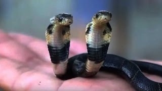 Rare twoheaded cobra discovered by snake breeder in China [upl. by Alyakam]