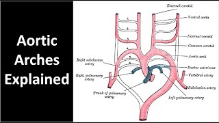 Aortic Arches Explained [upl. by Adalia]