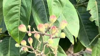 Lagerstroemia speciosa  Pride of India or Queens Flower or ਜਰੂਲ June 2024 at Farm House [upl. by Morrill]