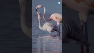 Flamingo Feeds Blood To Its Baby 😨 [upl. by Ilyssa607]