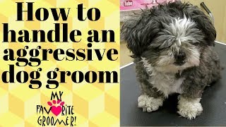 How to groom a mean Shih Tzu [upl. by Ecirum]