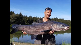 Wundschuher See  English Pool  Karpfen bis 20 kg und Amur bis 23 kg [upl. by Northrup]