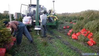 Brinkman Nordmann Kerstbomen Verpakken [upl. by Laertnom]