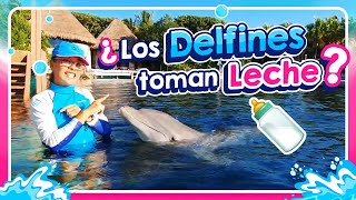 ¿Sabías que los delfines toman leche l Delphinus [upl. by Farland]