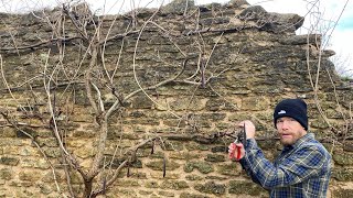 WINTER PRUNING WISTERIA PART 2 [upl. by Salkcin973]