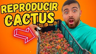 COMO reproducir CACTUS FOSFORESCENTES O 😮video 830 [upl. by Rick]