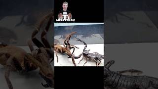 Tarantula VS Scorpion [upl. by Carly]