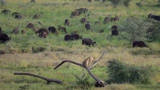 Lion climbs tree to get a better look at a buffalo herd only to get trapped by the herd [upl. by Ynohtnael]