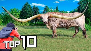 10 Animals With The Biggest Horns In The World  Things Around [upl. by Demmahum764]