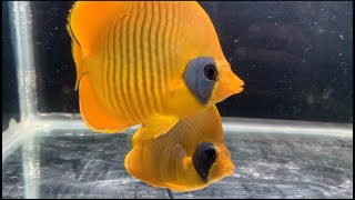 bluecheek butterflyfish Chaetodon semilarvatus [upl. by Mcripley175]