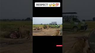 Respect 🤯😱💯  Even lions are shocked 😎  respect respectshorts [upl. by Notyep]