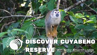 DISCOVER CUYABENO RESERVE WITH US 🐒🦎🐍 [upl. by Amlas]