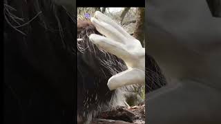 Porcupine 🦔 porcupine attack  porcupine attack dog  animals fact shorts factsinurdu [upl. by Schriever]