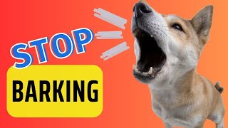 Best ways to stop dog barking [upl. by Brewster]