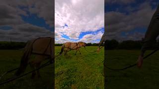 Its driving time with my Fjord horse drivinghorse equestrian [upl. by Egnalos]