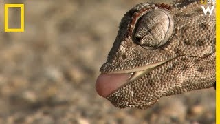 Ce petit caméléon mange 200 insectes par jour [upl. by Emixam]