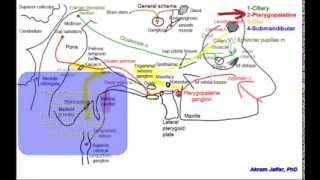 Cranial parasympathetic ganglia [upl. by Barbara329]