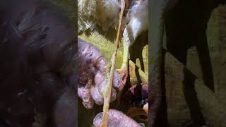 worm infestationCestodetapeworm in poultry farming chicken [upl. by Sakhuja]