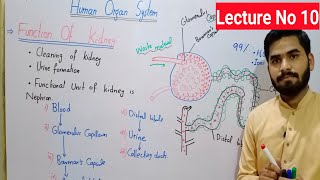 Function Of Kidney Class 8 In Urdu Hindi By Haider Ali  LecNo 10  Urine Formation Class 8 [upl. by Sekyere]