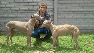 galgos vs liebres 2024 [upl. by Ecnerol]