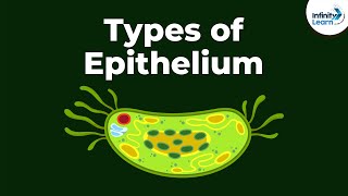 Types of Epithelial Tissue  Animal Tissues  Infinity Learn [upl. by Daile304]