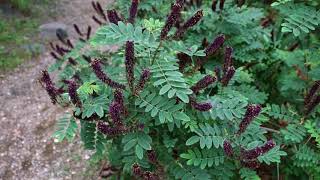 Guild Tour  Amorpha Fruticosa Bush with many fruiting plants [upl. by Einobe]